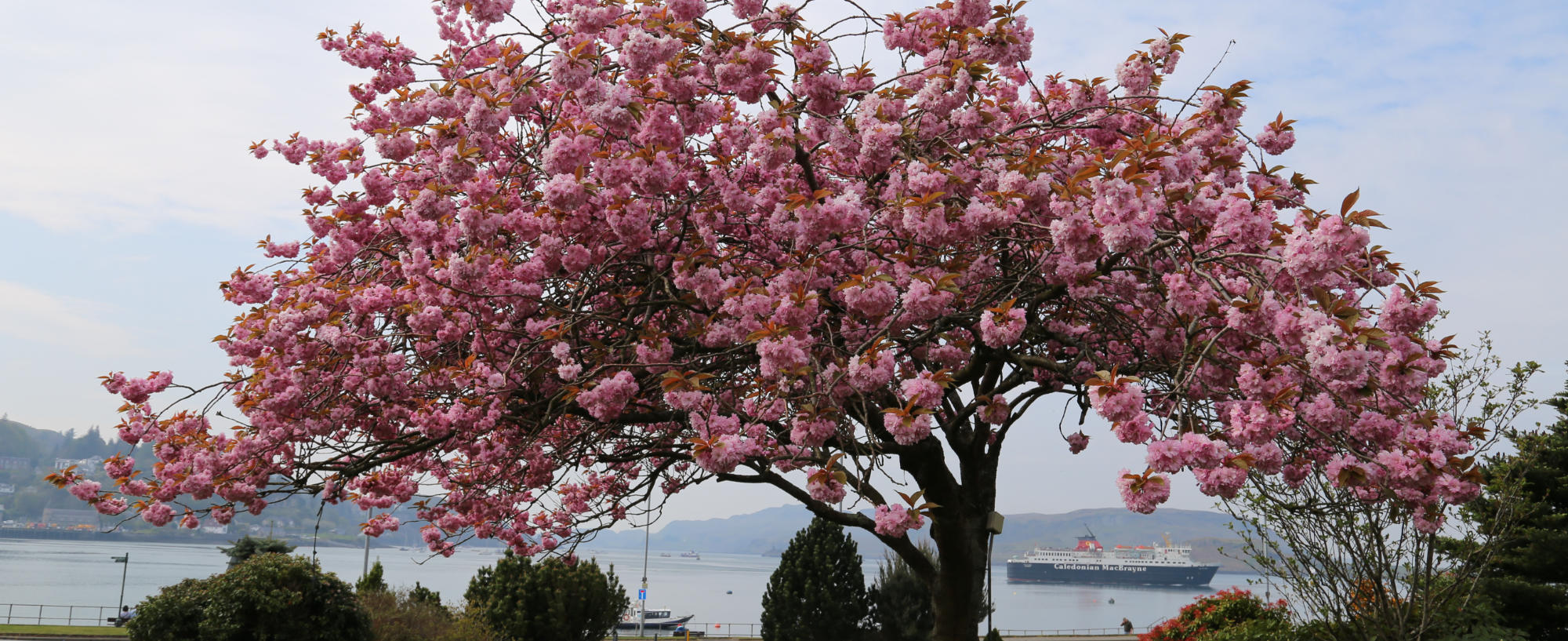 Hamish Hoey and Sons